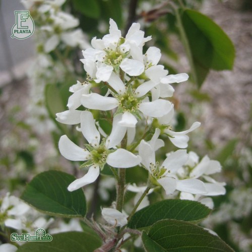 Amelanchier spicata FK FALUN E