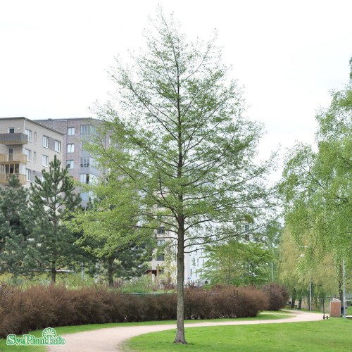 Alnus glutinosa (Flikblad.) Laciniata