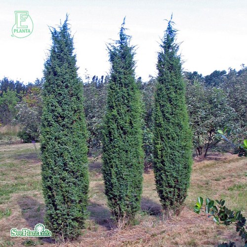 Juniperus communis Oskeladden E