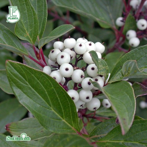 Cornus sericea Farba E