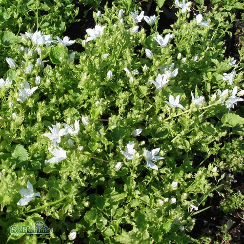 Campanula poscharskyana E. H. Frost