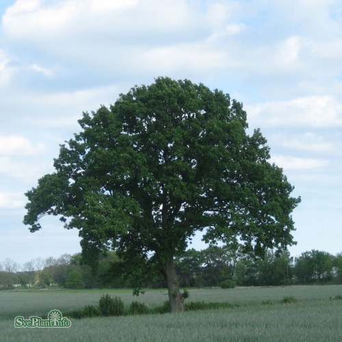 Quercus robur