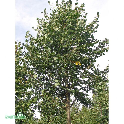 Tilia cordata Rancho