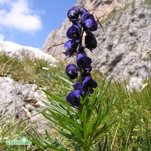 Aconitum napellus