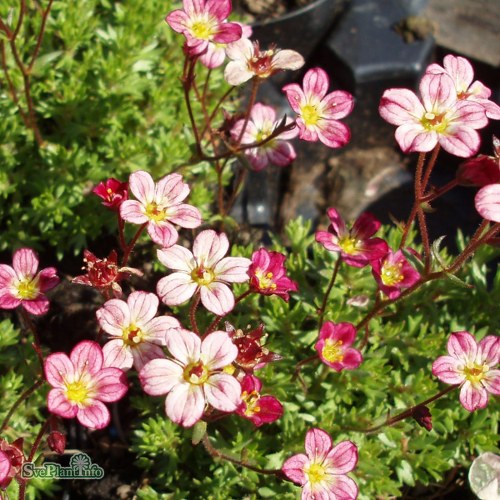 Saxifraga (Arendsii-Gruppen) Peter Pan