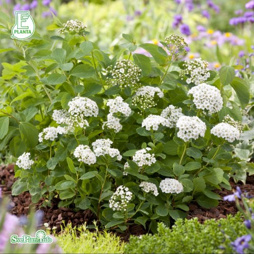 Spiraea betulifolia Tor E