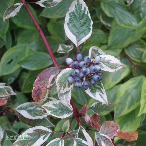 Cornus alba Sibirica Variegata