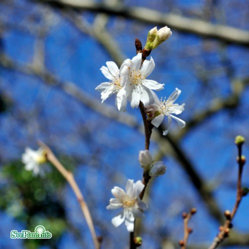 Prunus � subhirtella Autumnalis