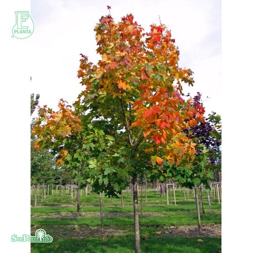 Acer platanoides FK ULTUNA E