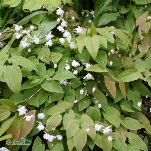 Epimedium youngianum Niveum