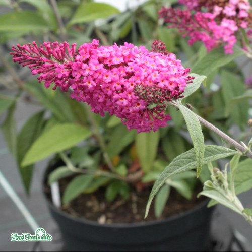 Buddleja Miss Ruby