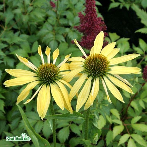 Echinacea Sunrise