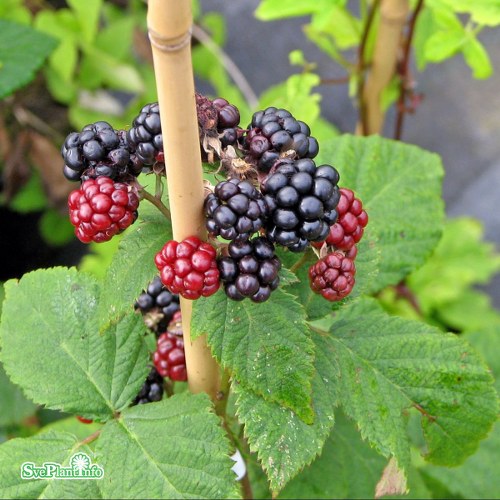 Rubus (Bjrnbr) Black Satin