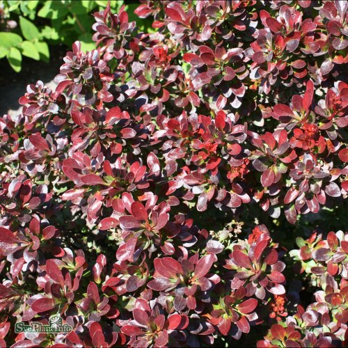 Berberis thunbergii Bagatelle