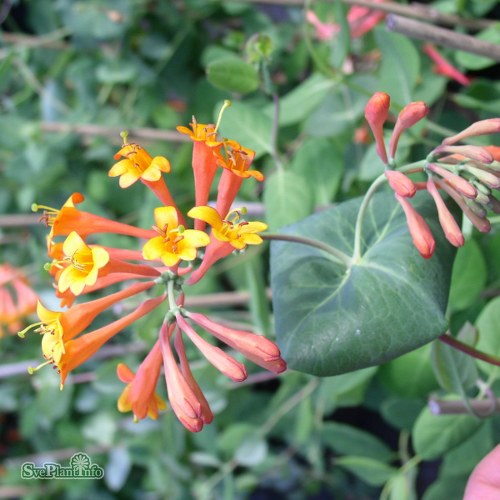 Lonicera  brownii Dropmore Scarlet