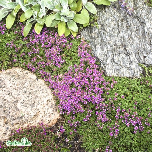 Thymus Coccineus