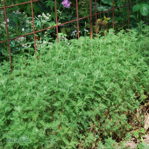 Artemisia abrotanum