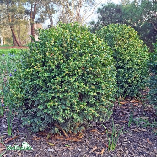 Buxus sempervirens