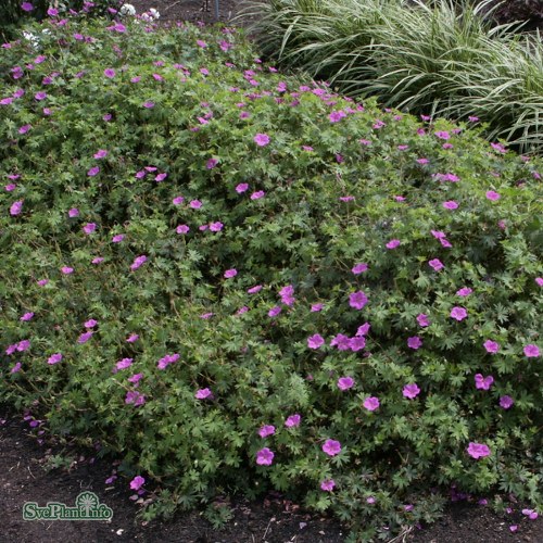 Geranium Tiny Monster