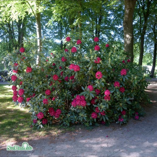 Rhododendron Nova Zembla