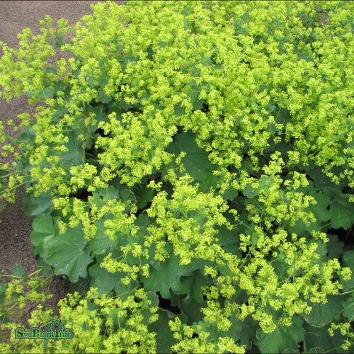 Alchemilla mollis