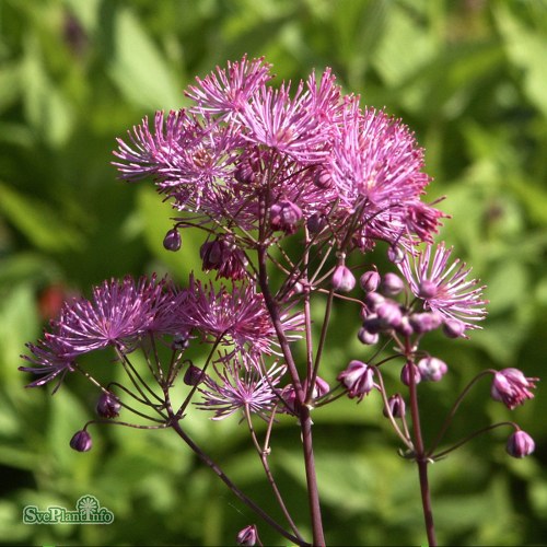 Thalictrum aquilegiifolium