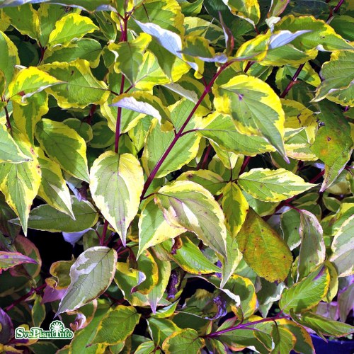 Cornus alba Gouchaultii