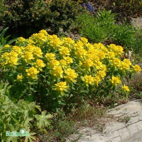 Euphorbia polychroma