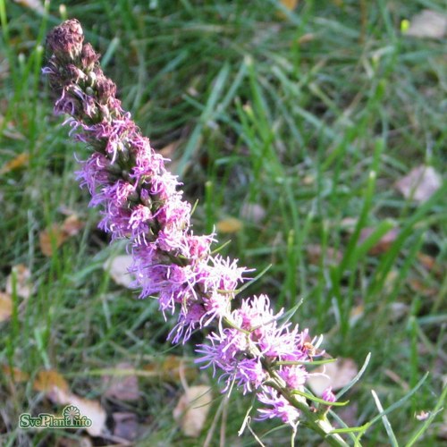 Liatris spicata