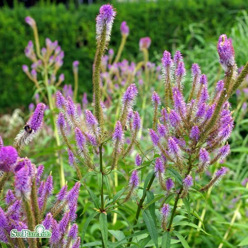 Veronicastrum virginicum Fascination