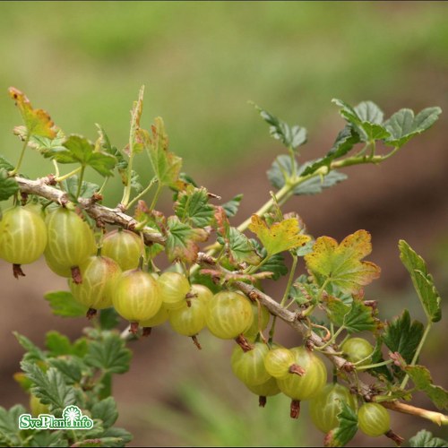 Ribes (Grossularia) Jacob