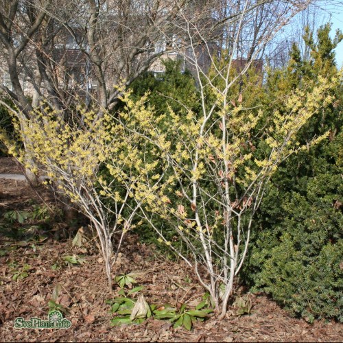 Hamamelis  intermedia Arnold Promise