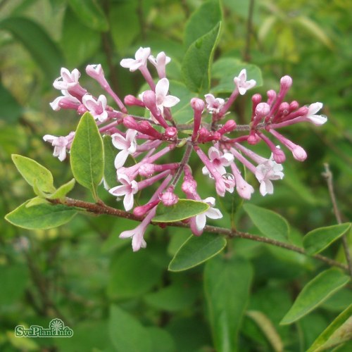 Syringa pubescens microphylla Superba