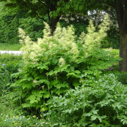 Aruncus dioicus