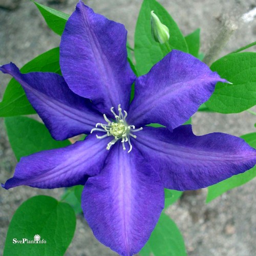 Clematis (SS) Luther Burbank