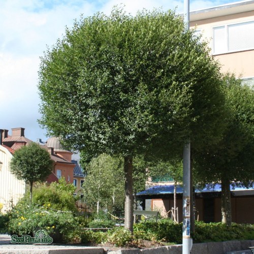 Prunus � eminens Umbraculifera