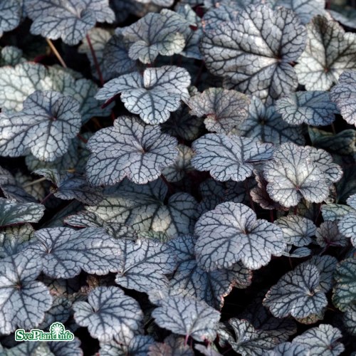 Heuchera Silver Scrolls