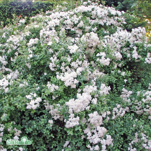 Spiraea nipponica Halwards Silver