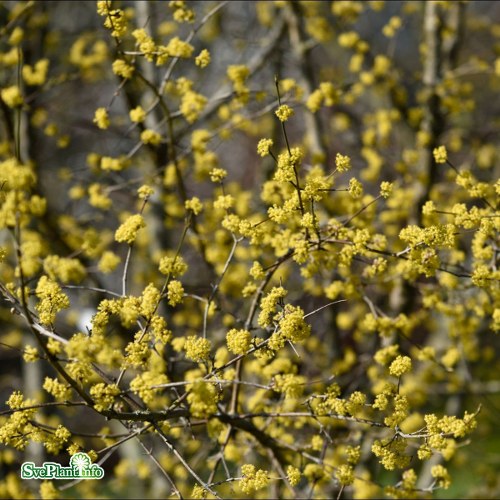 Cornus mas