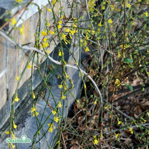 Jasminum nudiflorum