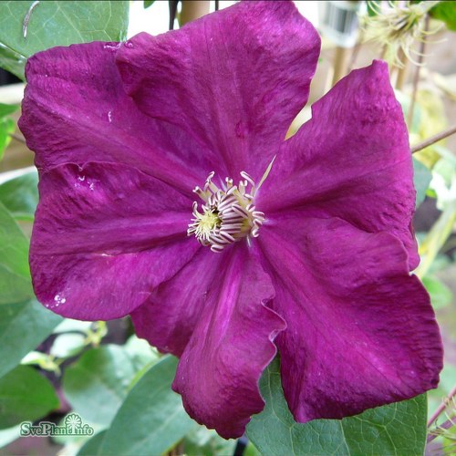 Clematis (SS) Ernest Markham