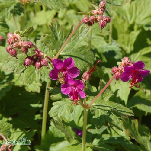 Geranium macrorrhizum