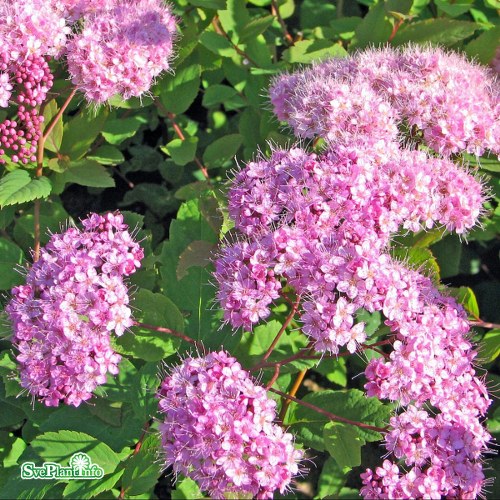 Spiraea japonica Odensala