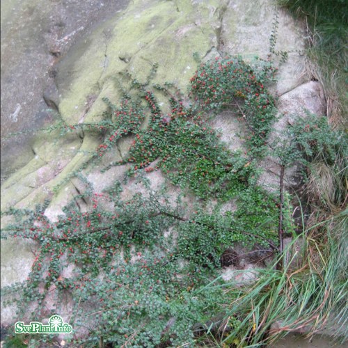 Cotoneaster horizontalis