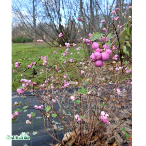 Symphoricarpos  doorenbosii Mother of Pearl