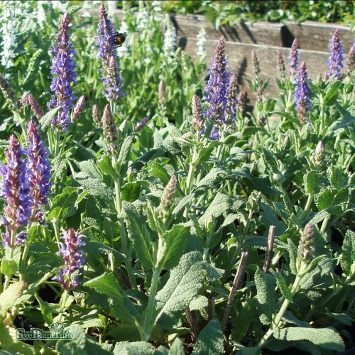 Salvia nemorosa Blauhgel