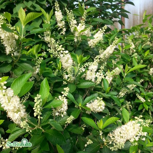 Clethra alnifolia