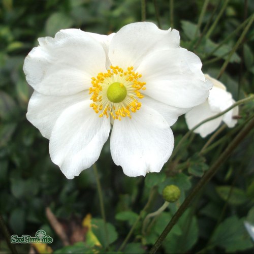 Anemone hybrida Honorine Jobert