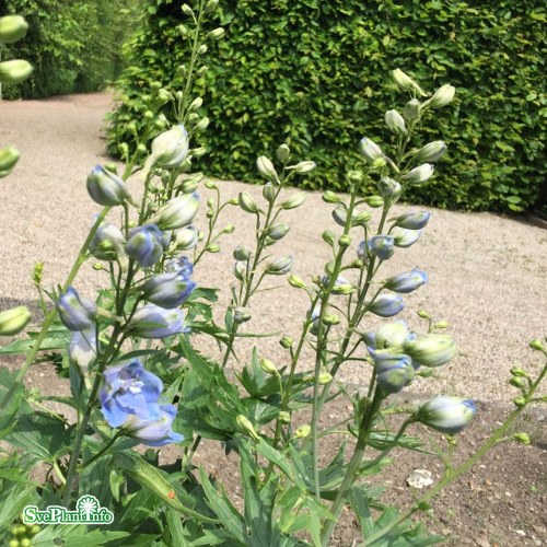 Delphinium (Elatum) Magic Fountain Sky Blue