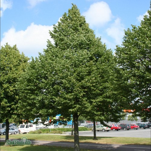 Tilia cordata Greenspire